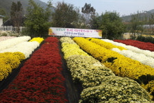 공주시 추계보건진료소, 국화꽃 전시회 개최