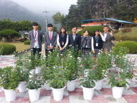 영동 학산중 학생들 국화 키워 관공서·인근학교에 나눔