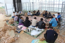 농협충북유통, 25일 문의면서 농촌일손돕기 펼쳐