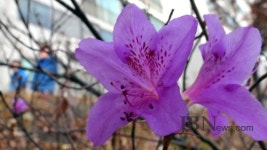 혼돈의 시대, 한파 속에 계절 잊은 철쭉