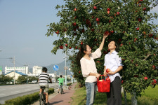 충주 명물 사과나무길에 스포츠 조형물 설치