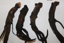 백삼으로 금산인삼 새 활로 찾는다