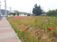 꽃길로 수놓은 음성 감곡면