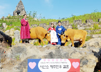 제주노랑축제서 서산한우와 제주한우 결혼