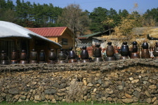 [이야기가 있는 충북 100경] 10. 가로수길