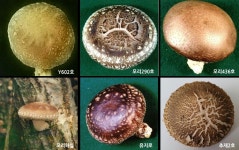 국내 유통 표고버섯 6개 품종 수입적응성 인정