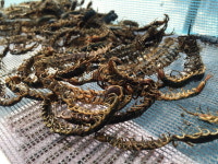 관절염·아토피 특효…약용곤충 지네로 건강 다스린다