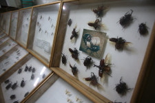 장수풍뎅이, 약용·학습용 주목…체계적 시스템 구축해야