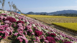 제1회 국화분재 전시회서 가을 정취 만끽