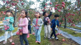 보은황토사과 수확체험 인기