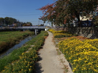 충주천 산책로에 국화 향기 가득