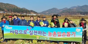농협, 농번기 배추수확 일손돕기