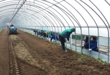 충주 새마을회 시금치 파종으로 이웃돕기 기금 마련