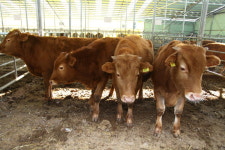 보은군, 소·염소 구제역 일제접종