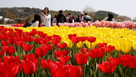봄 정취 물씬 튤립 보고 주꾸미 맛 보고