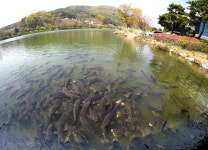 명암저수지, 잉어들의 먹이다툼