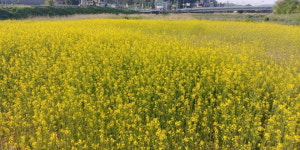 천안 풍서천, 3만㎡ 유채꽃 군무 장관