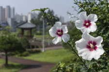 진천 두레봉공원 무궁화 만개 장관