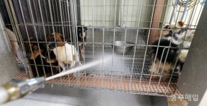 청주반려동물보호센터, 유기견 학대 파문