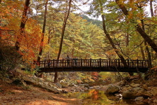 속리산 가을 단풍 오는 10월 27일 절정