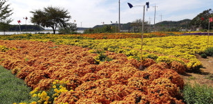 홍성군 서부면 수룡포나루 국화 등 만개