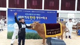 충북, 전국 한우경진대회 휩쓸어
