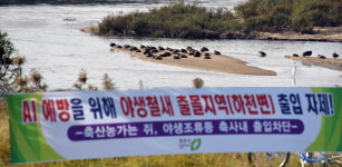 청주 미호천 AI 항원 검출 긴장