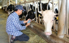 태안군, 정보통신기술로 젖소 번식 효율 향상