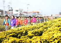 충주시 용산동 충주천변 국화꽃길 걸으며 힐링해요