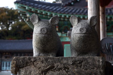 기해년 돼지띠 이야기