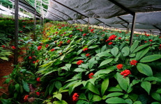 청년이 미래다 - 보은 삼남자 인삼농장 이충근 대표