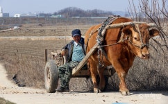 정겨운 소달구지