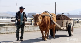 소달구지에 가득 실린 거름