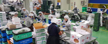 금산지역 신선채소 해외시장 진출 맑음