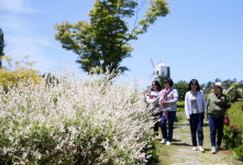 태안 팜카밀레  제13회 팜카밀레 허브축제 개최
