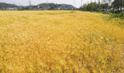 이른 더위에 벌써 황금물결
