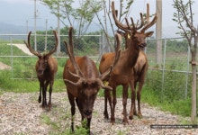 내 몸엔 좋은 녹용…제1회 녹용축제 팡파르