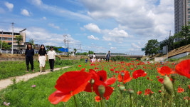 봉방동 충주천 산책로, 꽃양귀비활짝