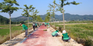 괴산 문광면, 성황천 제방서 코스모스길 조성