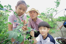 천안 북면 유영농원, 블루베리 일반에 무료 채취 개방