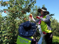 농협 임직원, 태풍 피해 복구·수확 작업 지원 실시