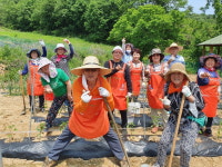 청주 영운동 행정복지센터, 농촌 봉사 펼쳐