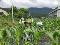 괴산지역 농·축협, 고령인 취약농가 찾아 일손 보태