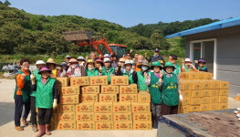 공주 계룡면새마을회 사랑의 감자캐기 봉사