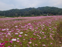 보은 보청천변 코스모스 활짝