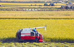 막바지 추수한창