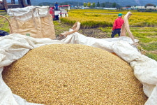 막바지 추수한창
