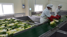 [르포] 괴산시골절임배추 영농조합 가보니…