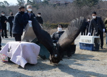 충남도·야생동물구조센터, 구조 야생 독수리 자연 품으로