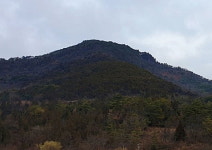 두무산 측백숲, 그 원초적 매력에 반하다